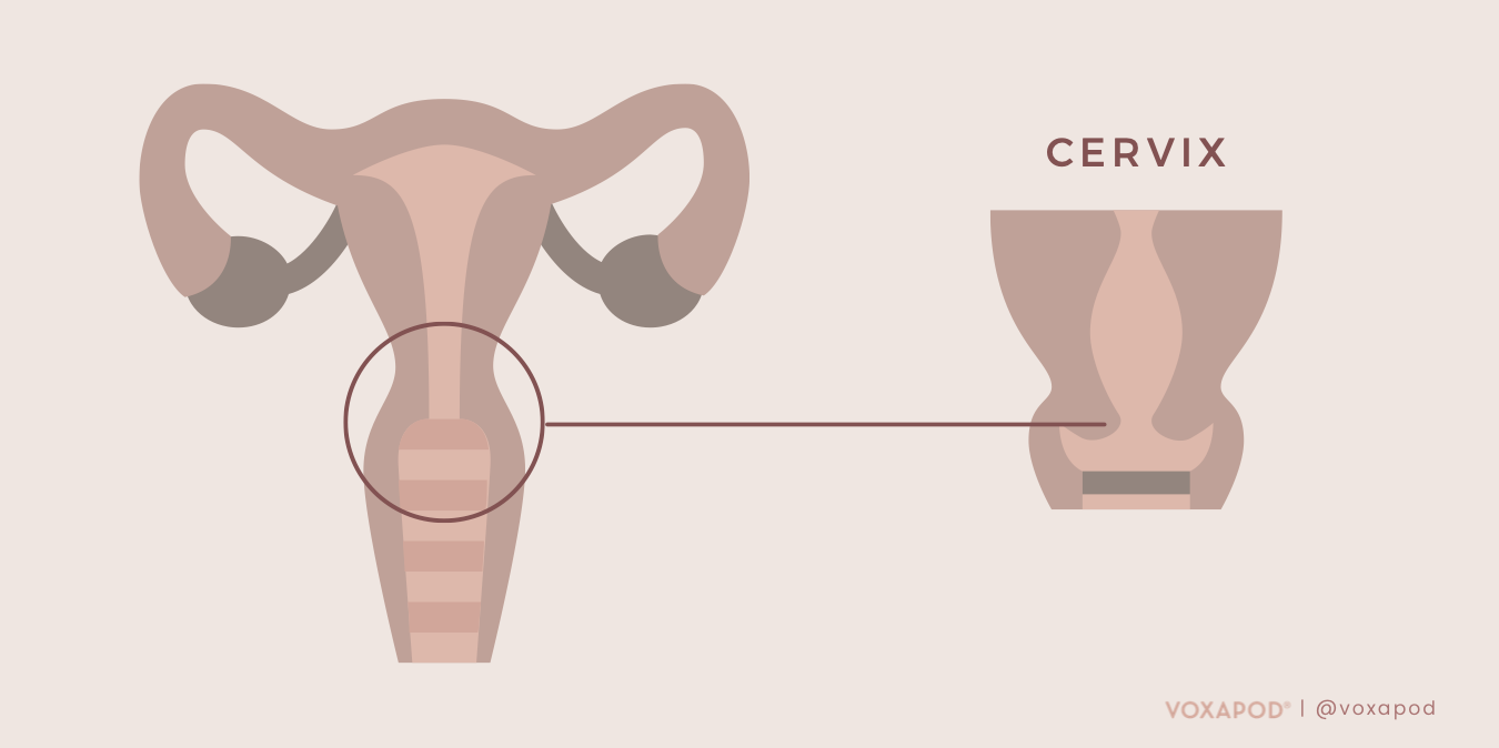 What is a cervix | How do I find it | Cervix Diagram Image Infographic
